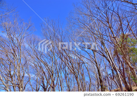 Deciduous forest 69261190