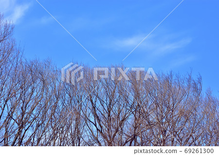 Deciduous forest 69261300