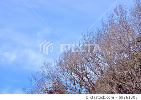 Deciduous forest Deciduous forest 69261305