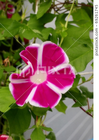 夏花 牽牛花 花園花壇 清晨藍天 照片素材 圖片 圖庫