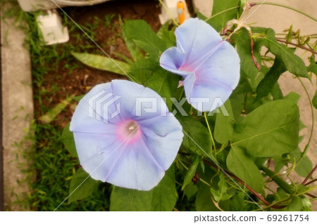 Summer flowers: Morning glory: Garden flower beds: Early morning blue sky 69261754