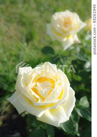Rose of yellow Rose of yellow 69261949