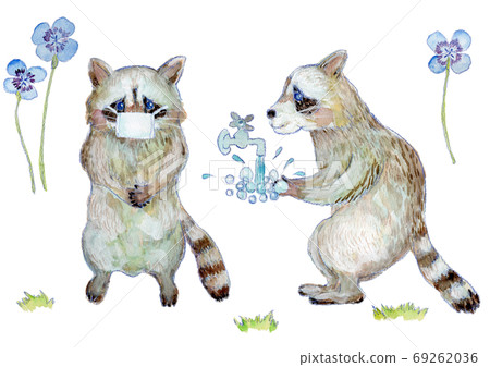 Watercolor illustration of a raccoon washing hands and a raccoon masking 69262036