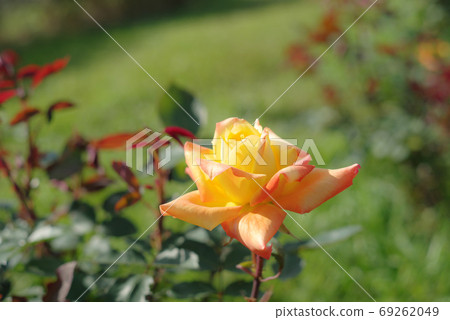 Rose yellow and orange Rose yellow and orange 69262049