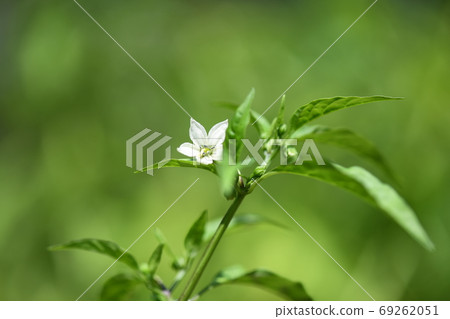 Sweet Fushimi Sweet Pepper Flower Sweet Fushimi Sweet Pepper Flower 69262051
