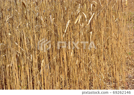 Reed growing in a wetland 69262146