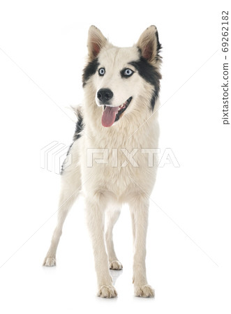Yakutian Laika in studio Yakutian Laika in studio 69262182