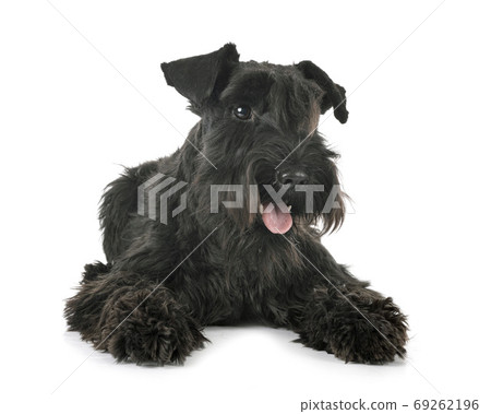 miniature schnauzer in studio 69262196