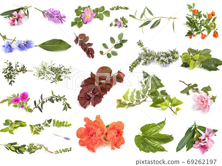 leaf and flowers 69262197