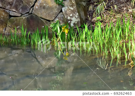 Waterside plants Waterside plants 69262463