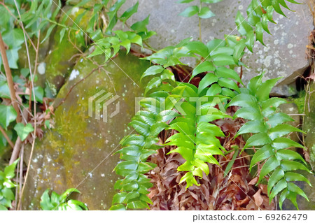 Waterside plants 69262479