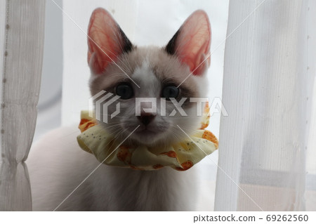 看這裡的貓 69262560