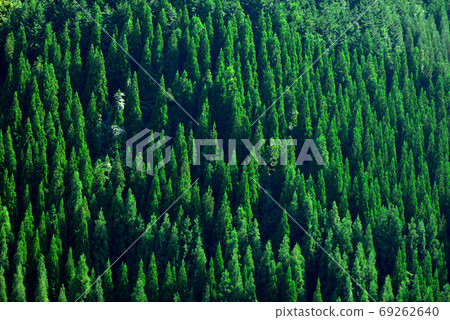 Japanese cedar plantation Japanese cedar plantation 69262640