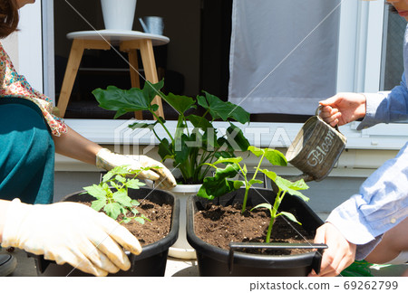 Parent and child growing planter plants on the balcony 69262799