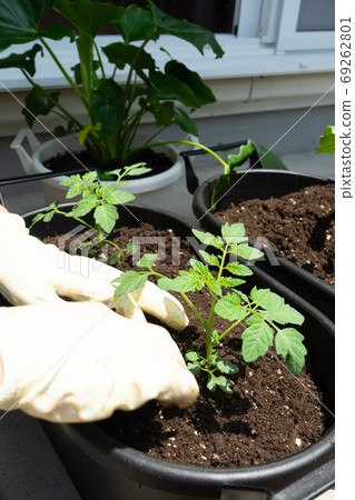 Planting plants in a planter on the balcony 69262801
