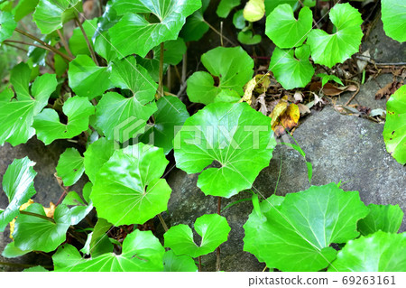大吳風草 69263161