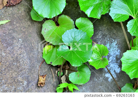 大吳風草 69263163