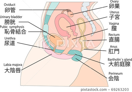 女性生殖器圖4及其解釋 69263203
