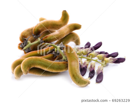 Mucuna pruriens isolated on white background Mucuna pruriens isolated on white background 69263229