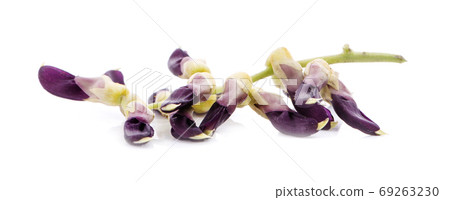 Mucuna pruriens isolated on white background Mucuna pruriens isolated on white background 69263230