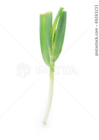 Spring onions an isolated on white background 69263231