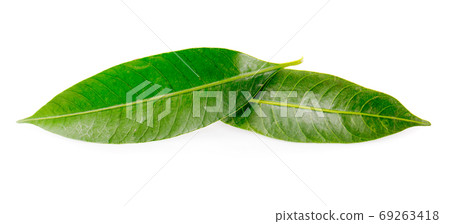leaves an isolated on white background 69263418