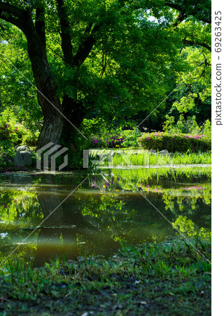 Landscape of fresh green park pond, Hattori Ryokuchi, Osaka 69263425