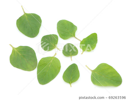 Fresh oregano on white background 69263596