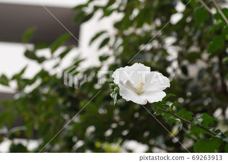 Blooming in the city 69263913