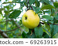 Tasty ripe juicy quince fruit on a branch 69263915