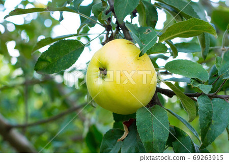 Tasty ripe juicy quince fruit on a branch 69263915