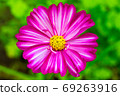 Pink cosme flower close up on natural background 69263916