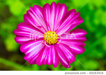 Pink cosme flower close up on natural background Pink cosme flower close up on natural background 69263916