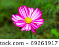 Pink cosme flower close up on natural background 69263917