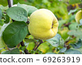 Tasty ripe juicy quince fruit on a branch 69263919