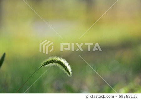 Enokorogosa（貓罐） 69265115