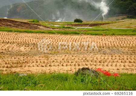 Autumn rice terrace harvest Smoke fluttering Sakamoto, Kameyama City 69265116
