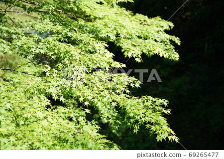 Fresh green maple ③ Fresh green maple ③ 69265477