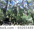 Yakushima Forest 69265489