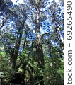 Yakushima Forest 69265490