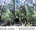 Yakushima Forest 69265492
