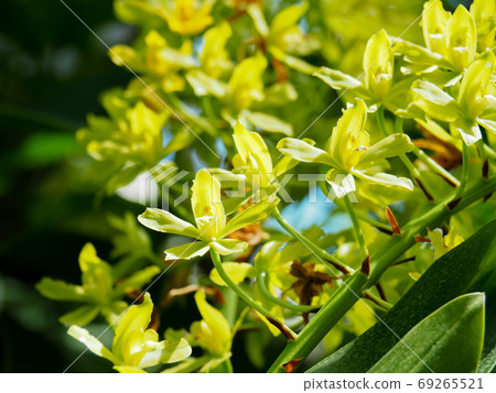 Gramatophilum scriptum 69265521