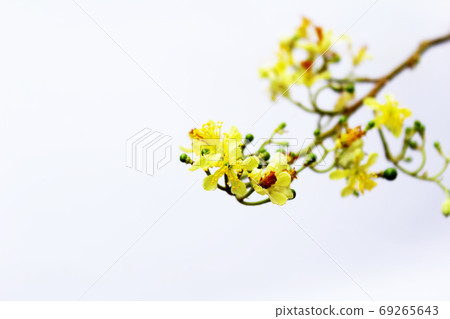 yellow flower in bloom during spring yellow flower in bloom during spring 69265643