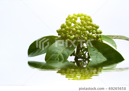 fresh green fruit isolated on a white background fresh green fruit isolated on a white background 69265658