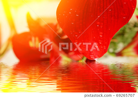 beautiful red lily 69265707