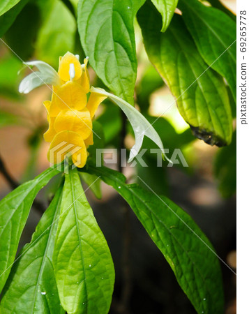 Pakistakis Lutea Pakistakis Lutea 69265778