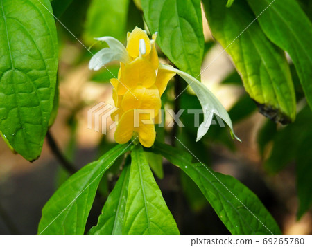 Pakistakis Lutea Pakistakis Lutea 69265780