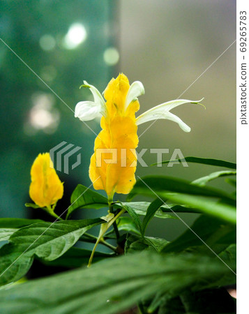 Pakistakis Lutea 69265783