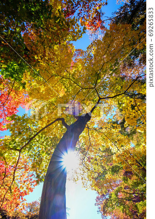 Autumn leaves landscape of Nishiki autumn 69265833
