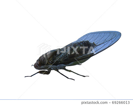cicada isolated on white background cicada isolated on white background 69266013